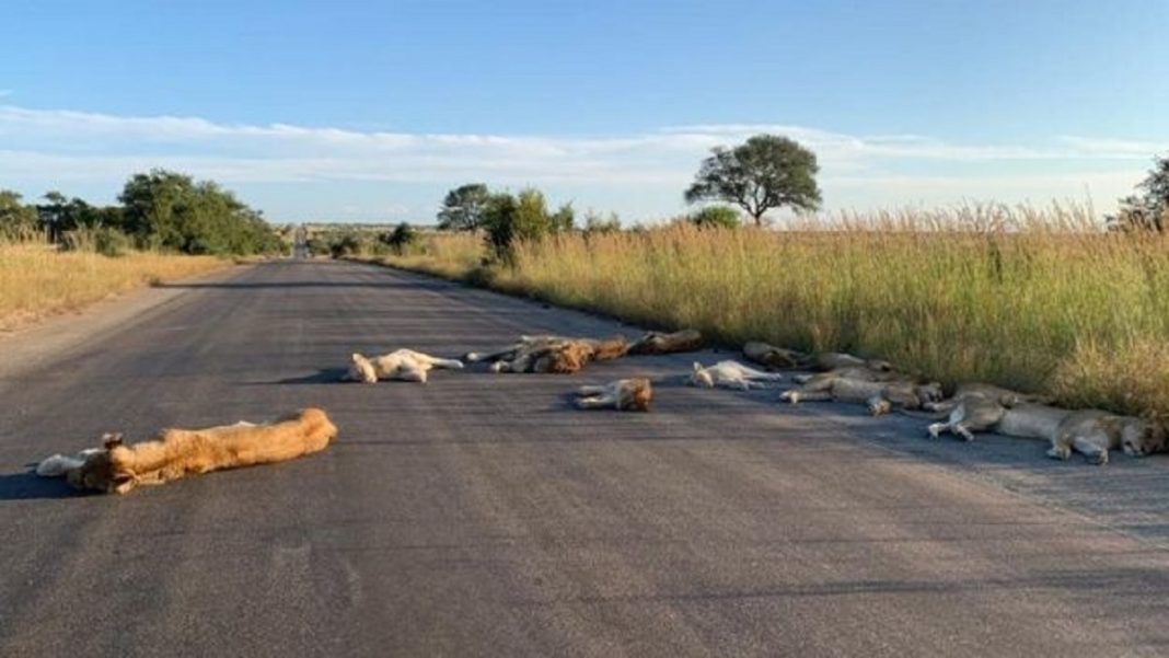 Com o bloqueio dos humanos, leões aproveitam a estrada deserta para uma soneca na África do Sul