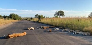 Com o bloqueio dos humanos, leões aproveitam a estrada deserta para uma soneca na África do Sul
