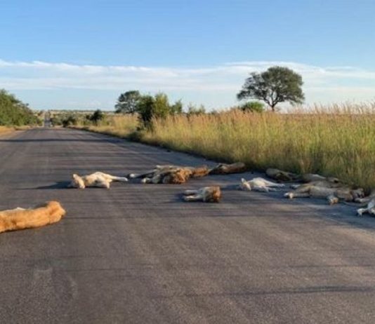 Com o bloqueio dos humanos, leões aproveitam a estrada deserta para uma soneca na África do Sul