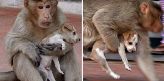 Macaco adotou cachorrinho como se fosse seu filho e nos dá uma lição de vida