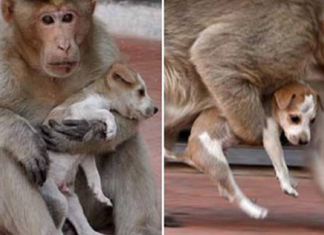 Macaco adotou cachorrinho como se fosse seu filho e nos dá uma lição de vida