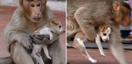 Macaco adotou cachorrinho como se fosse seu filho e nos dá uma lição de vida