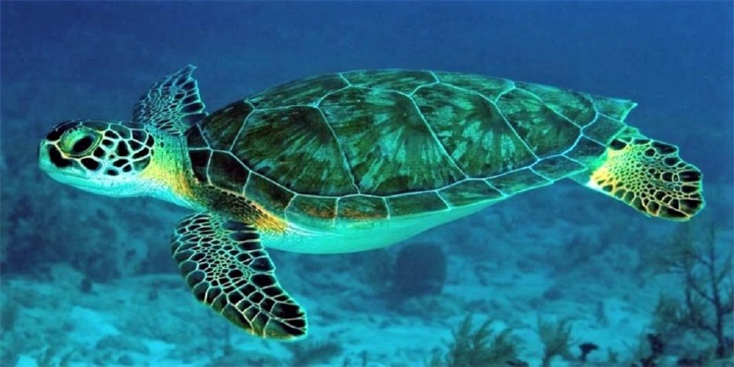 Está chegando a temporada de tartarugas marinhas de 2020! A natureza está em festa!