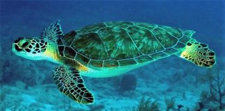Está chegando a temporada de tartarugas marinhas de 2020! A natureza está em festa!