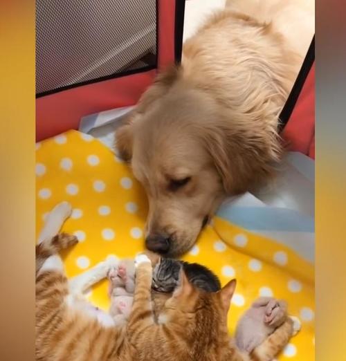 sensivel-mente.com - O carinhoso Golden Retriever se apaixonou por uma ninhada de gatinhos