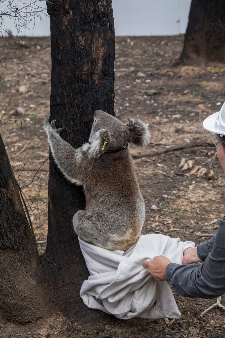 Os coalas são libertados na natureza após incêndios na Austrália. Não há nada como sua casa ! coalas 4 - Os coalas são libertados na natureza após incêndios na Austrália. Não há nada como sua casa !