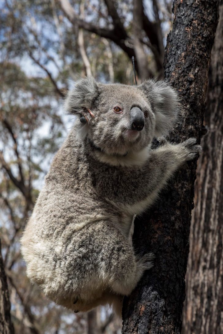 Os coalas são libertados na natureza após incêndios na Austrália. Não há nada como sua casa ! coalas 5 - Os coalas são libertados na natureza após incêndios na Austrália. Não há nada como sua casa !