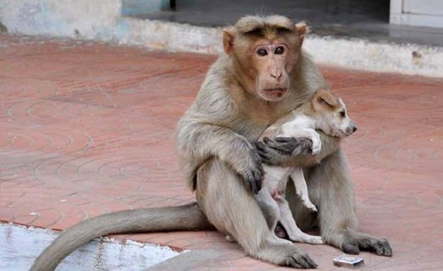 sensivel-mente.com - Macaco adotou cachorrinho como se fosse seu filho e nos dá uma lição de vida