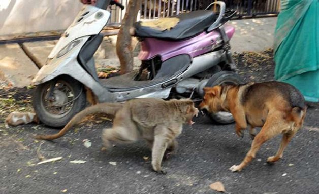 sensivel-mente.com - Macaco adotou cachorrinho como se fosse seu filho e nos dá uma lição de vida