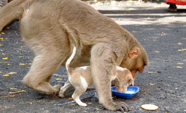 sensivel-mente.com - Macaco adotou cachorrinho como se fosse seu filho e nos dá uma lição de vida