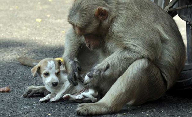 sensivel-mente.com - Macaco adotou cachorrinho como se fosse seu filho e nos dá uma lição de vida