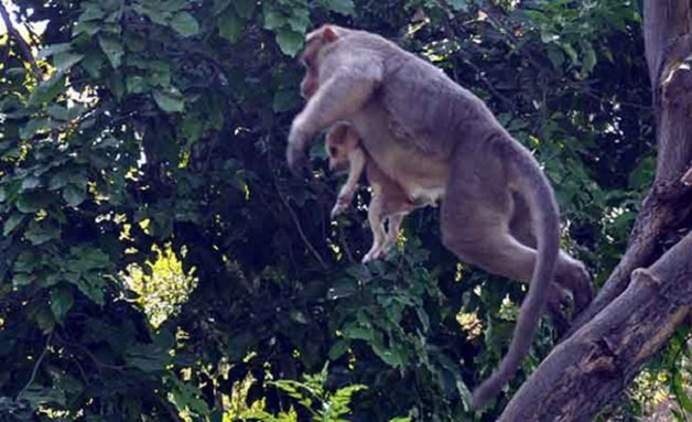 sensivel-mente.com - Macaco adotou cachorrinho como se fosse seu filho e nos dá uma lição de vida