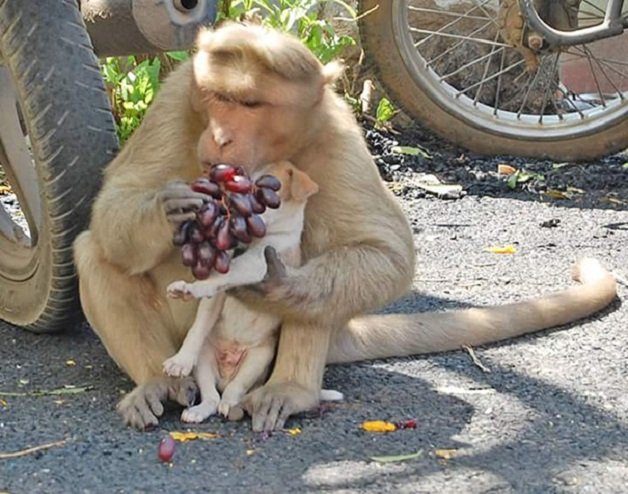 sensivel-mente.com - Macaco adotou cachorrinho como se fosse seu filho e nos dá uma lição de vida