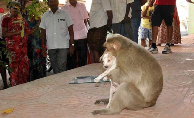 sensivel-mente.com - Macaco adotou cachorrinho como se fosse seu filho e nos dá uma lição de vida