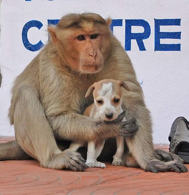 sensivel-mente.com - Macaco adotou cachorrinho como se fosse seu filho e nos dá uma lição de vida