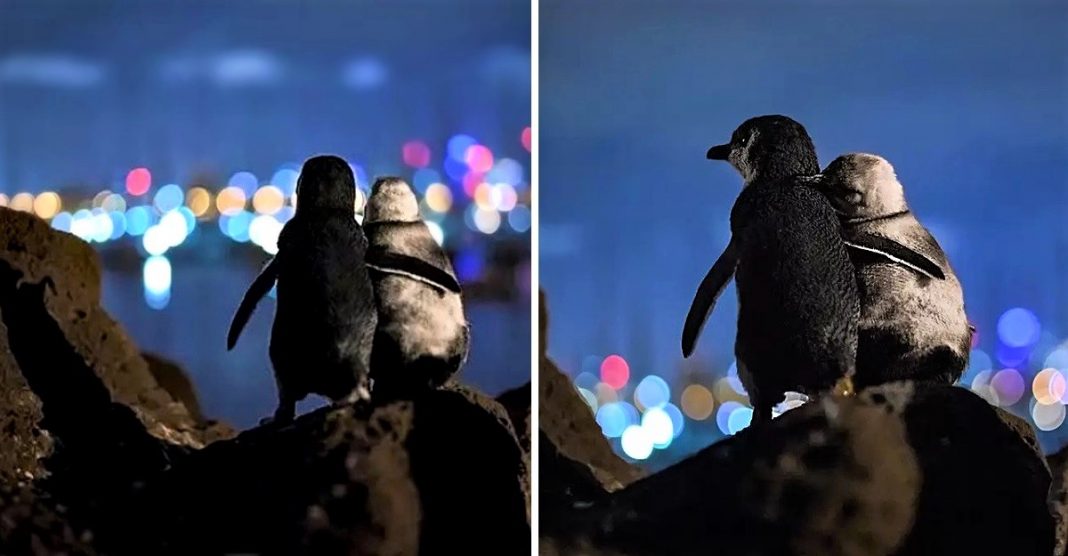 Fotógrafo capturou imagem de dois pinguins juntinhos olhando o horizonte na Austrália. O que estariam pensando?
