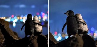 Fotógrafo capturou imagem de dois pinguins juntinhos olhando o horizonte na Austrália. O que estariam pensando?