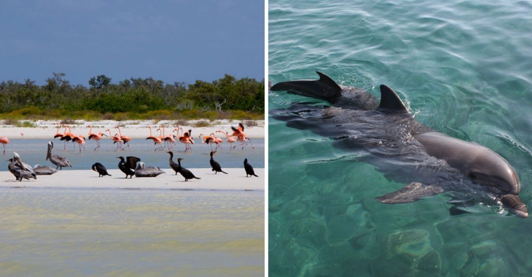 Golfinhos, pássaros e raias retornam à zona hoteleira de Holbox, no México. A natureza comemora a ausência do homem!