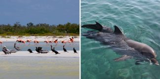 Golfinhos, pássaros e raias retornam à zona hoteleira de Holbox, no México. A natureza comemora a ausência do homem!