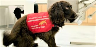 Cães farejadores são treinados para detectar pessoas com Covid-19 pelo cheiro