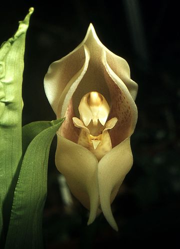 sensivel-mente.com - Flores que parecem ter ‘bebês dentro’ são fantásticas obras da natureza