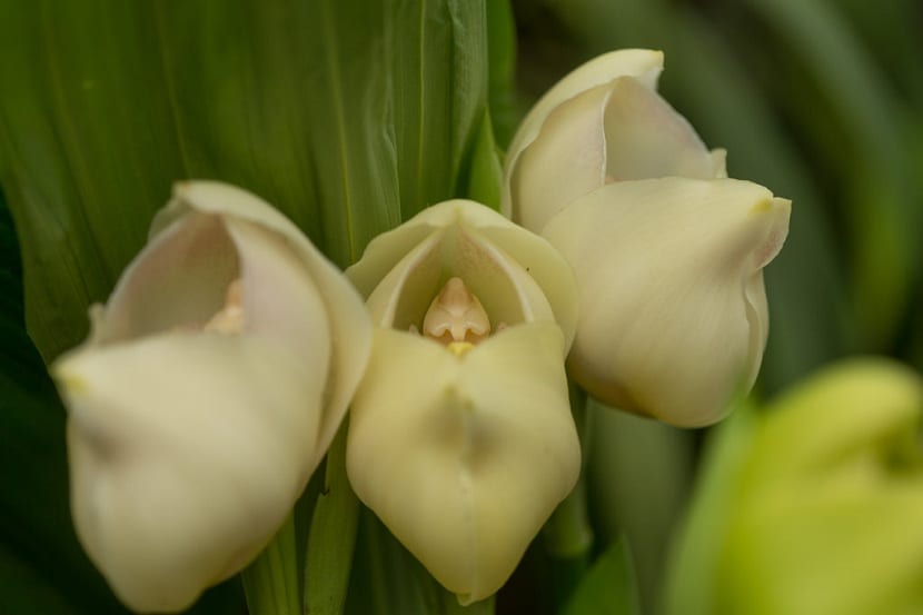 sensivel-mente.com - Flores que parecem ter ‘bebês dentro’ são fantásticas obras da natureza