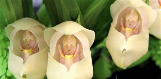 Flores que parecem ter ‘bebês dentro’ são fantásticas obras da natureza