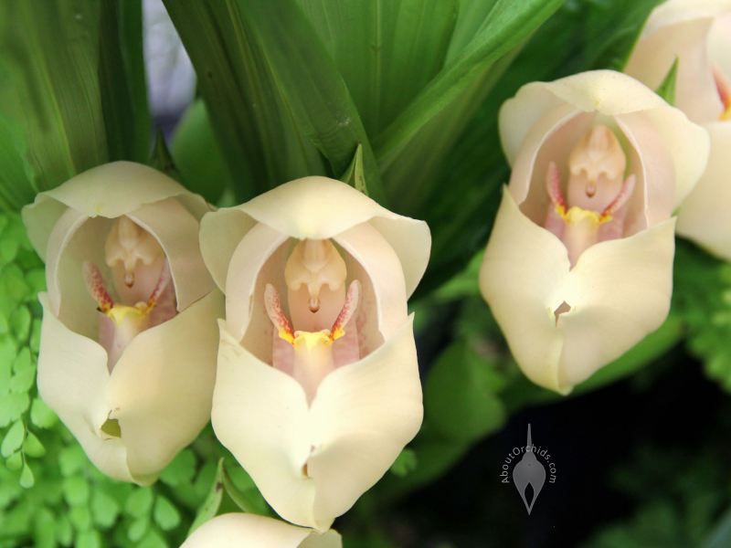6 - Flores que parecem ter ‘bebês dentro’ são fantásticas obras da natureza