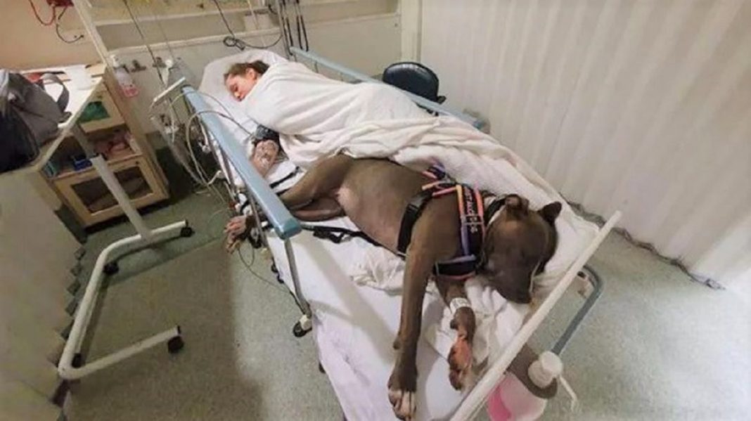 Cachorrinha salva a vida de sua dona e permanece ao seu lado no quarto do hospital