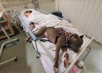 Cachorrinha salva a vida de sua dona e permanece ao seu lado no quarto do hospital