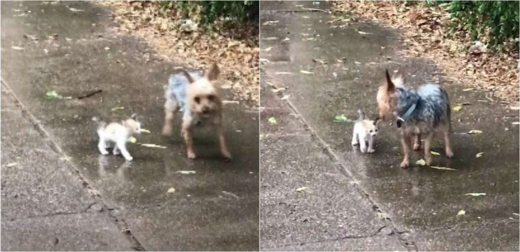 Conheça a cadelinha que saiu para fazer xixi e voltou com um gatinho que encontrou abandonado e o adotou (vídeo)