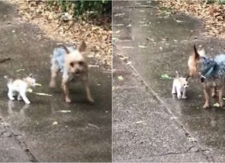 Conheça a cadelinha que saiu para fazer xixi e voltou com um gatinho que encontrou abandonado e o adotou (vídeo)