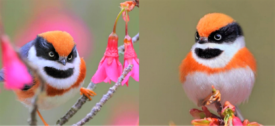 Conheça o Bushtit de Garganta Negra, um pássaro raro e de beleza imponente