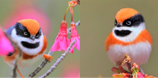 Conheça o Bushtit de Garganta Negra, um pássaro raro e de beleza imponente