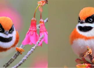 Conheça o Bushtit de Garganta Negra, um pássaro raro e de beleza imponente