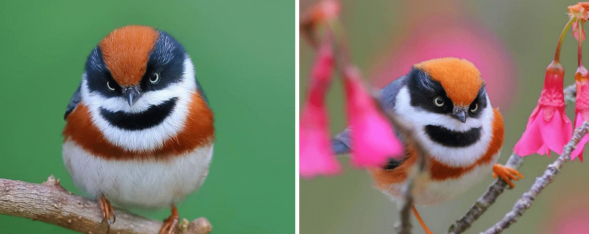 sensivel-mente.com - Conhe&ccedil;a o Bushtit de Garganta Negra, um p&aacute;ssaro raro e de beleza imponente