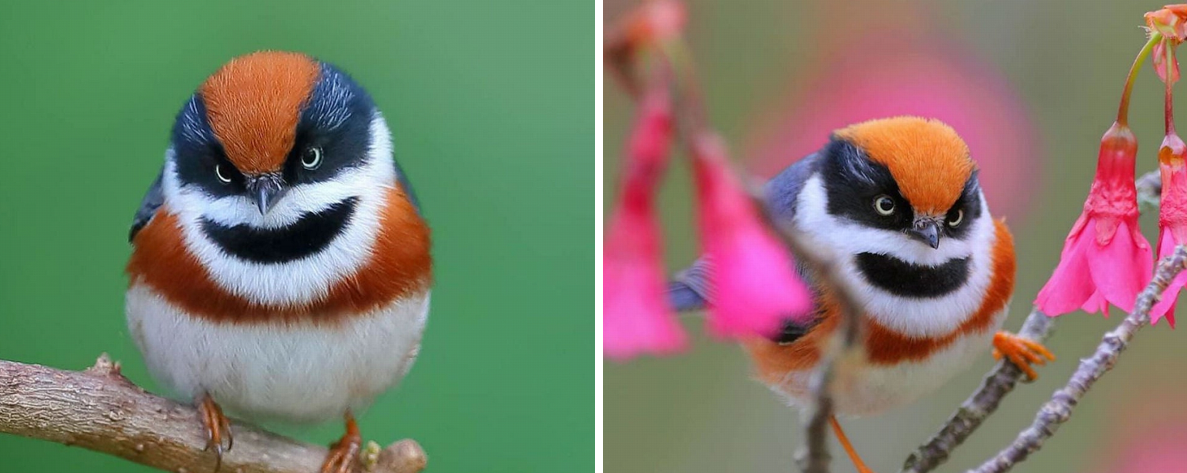 sensivel-mente.com - Conheça o Bushtit de Garganta Negra, um pássaro raro e de beleza imponente