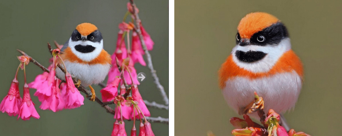 sensivel-mente.com - Conhe&ccedil;a o Bushtit de Garganta Negra, um p&aacute;ssaro raro e de beleza imponente