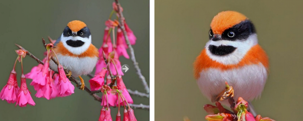 sensivel-mente.com - Conheça o Bushtit de Garganta Negra, um pássaro raro e de beleza imponente