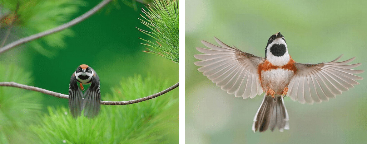 sensivel-mente.com - Conhe&ccedil;a o Bushtit de Garganta Negra, um p&aacute;ssaro raro e de beleza imponente