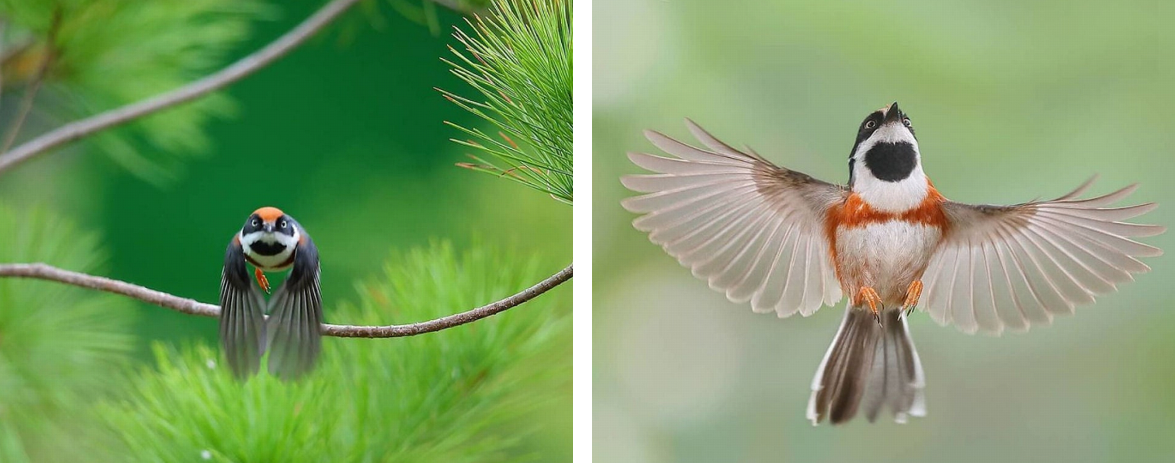 sensivel-mente.com - Conheça o Bushtit de Garganta Negra, um pássaro raro e de beleza imponente