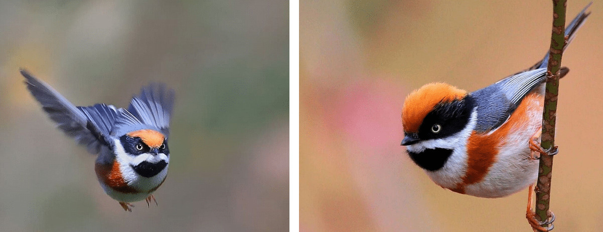 sensivel-mente.com - Conhe&ccedil;a o Bushtit de Garganta Negra, um p&aacute;ssaro raro e de beleza imponente