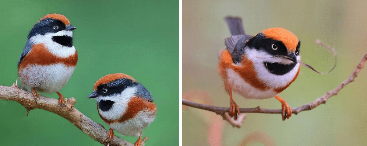 sensivel-mente.com - Conhe&ccedil;a o Bushtit de Garganta Negra, um p&aacute;ssaro raro e de beleza imponente