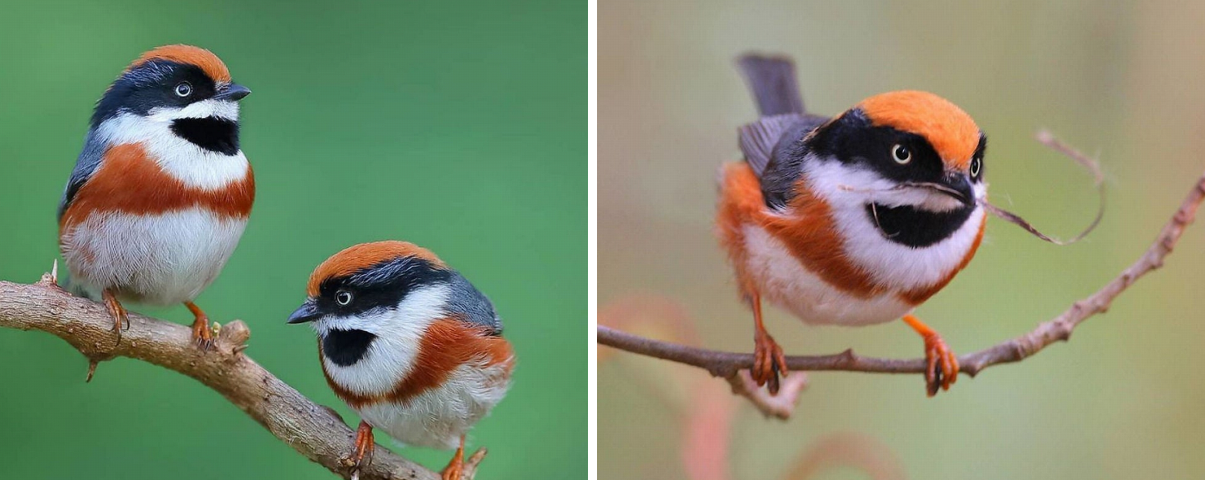 sensivel-mente.com - Conheça o Bushtit de Garganta Negra, um pássaro raro e de beleza imponente