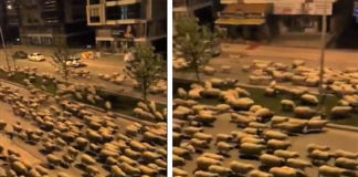 Ovelhas tomam as ruas da Turquia aproveitando a quarentena: Assista ao vídeo