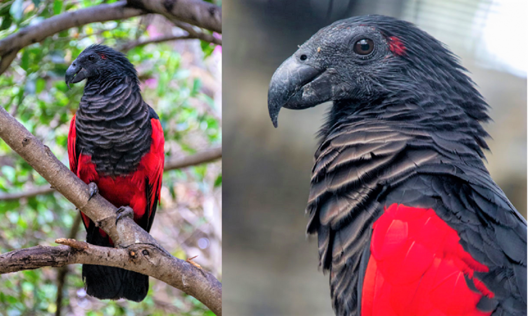 Conheça a beleza exótica e mística do papagaio Drácula