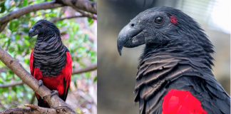 Conheça a beleza exótica e mística do papagaio Drácula