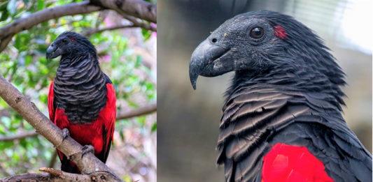 Conheça a beleza exótica e mística do papagaio Drácula