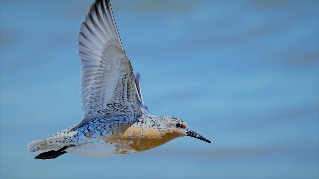 A migração dos pássaros shorebird