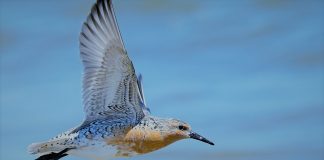 A migração dos pássaros shorebird